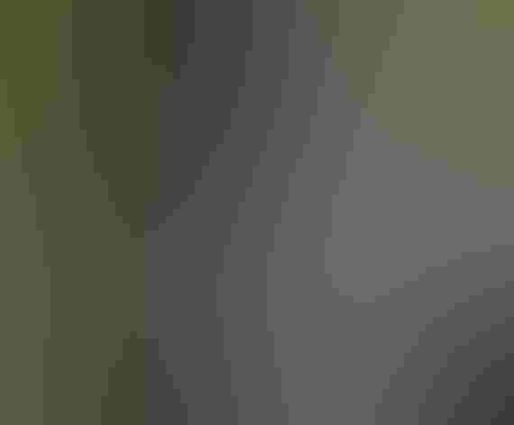 Adult (Thick-billed form). Photo: Alan Schmierer/Flickr (CC0 1.0)