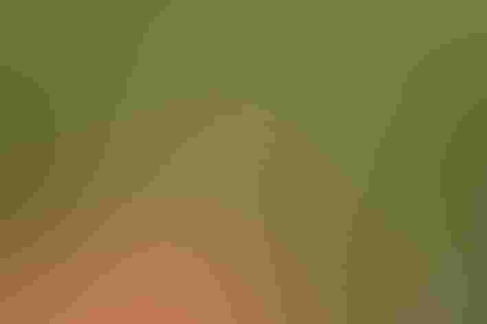 Adult female. Photo: Mick Thompson/Flickr (CC BY NC 2.0)