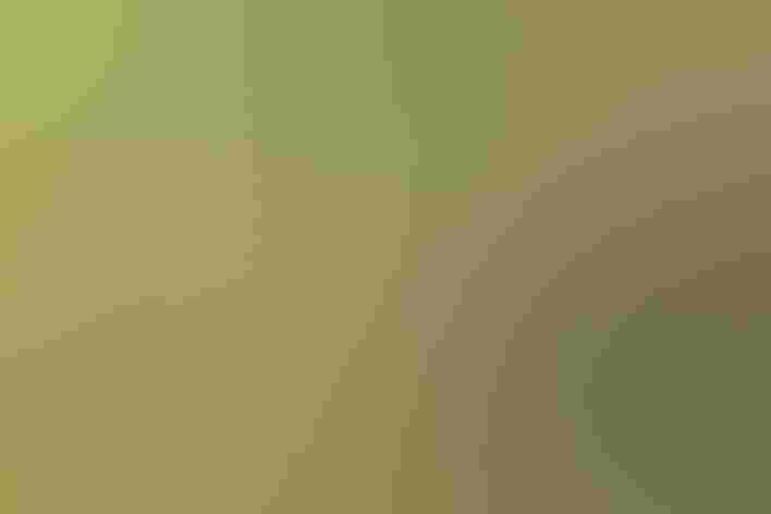 Adult female. Photo: Mick Thompson/Flickr (CC BY NC 2.0)