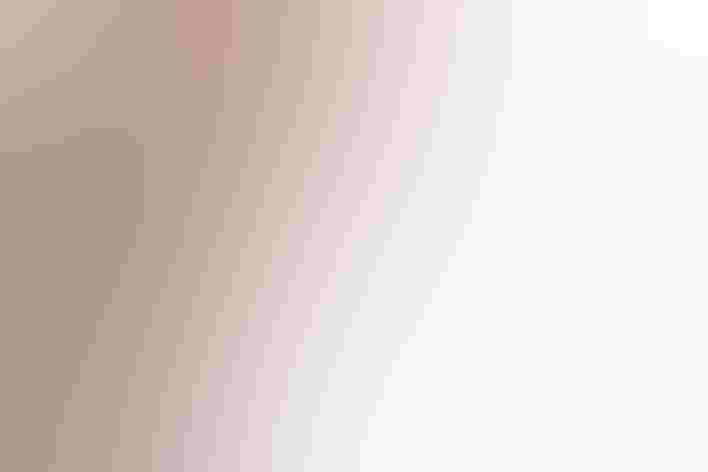 Adults. Photo: Monikah Wiseman/Great Backyard Bird Count