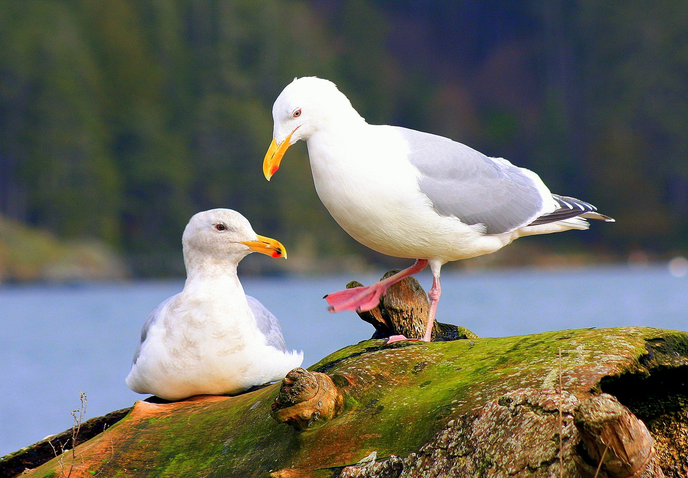 Winged Gull Western Gull | Audubon Field Guide