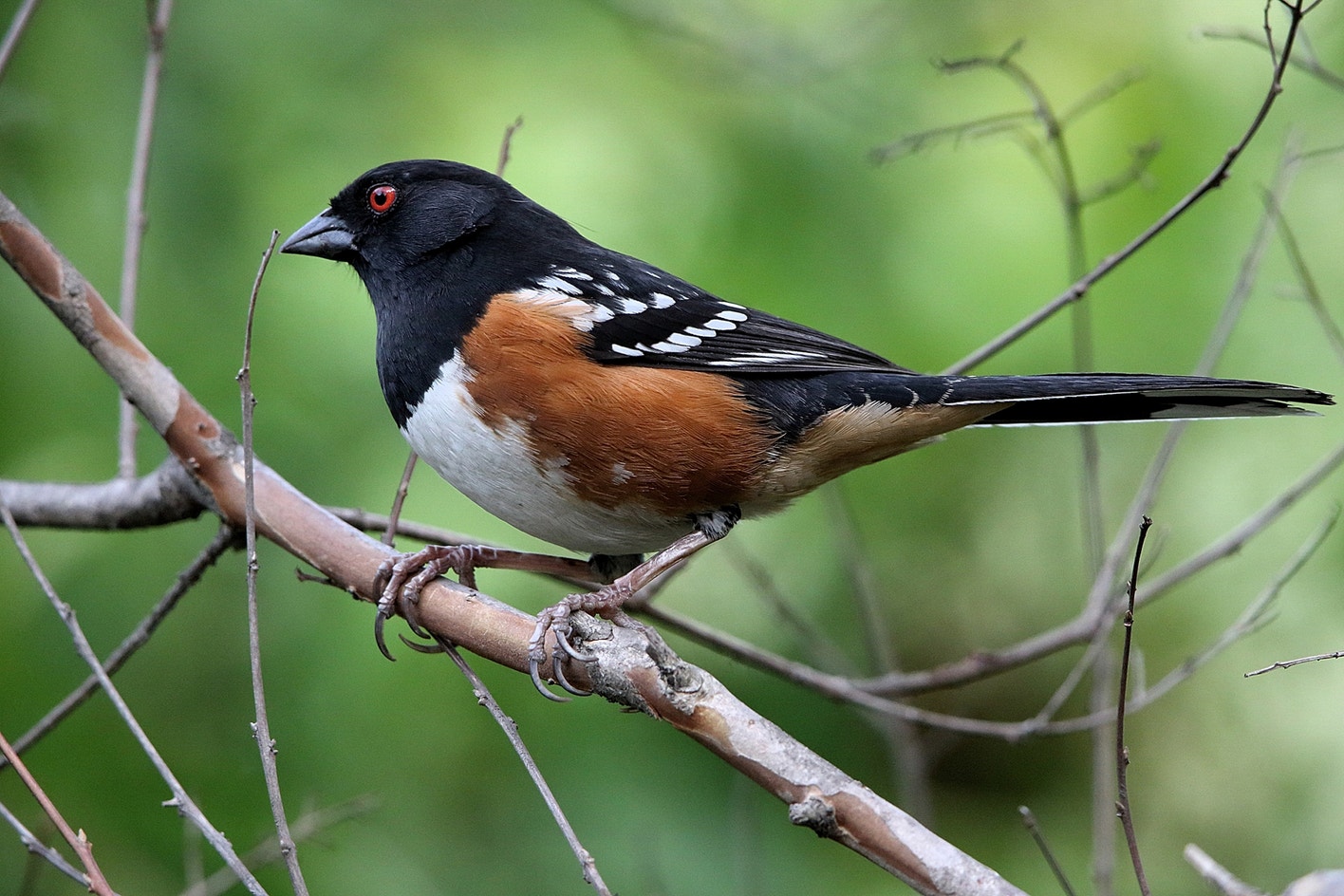 Spotted Towhee | Audubon Field Guide