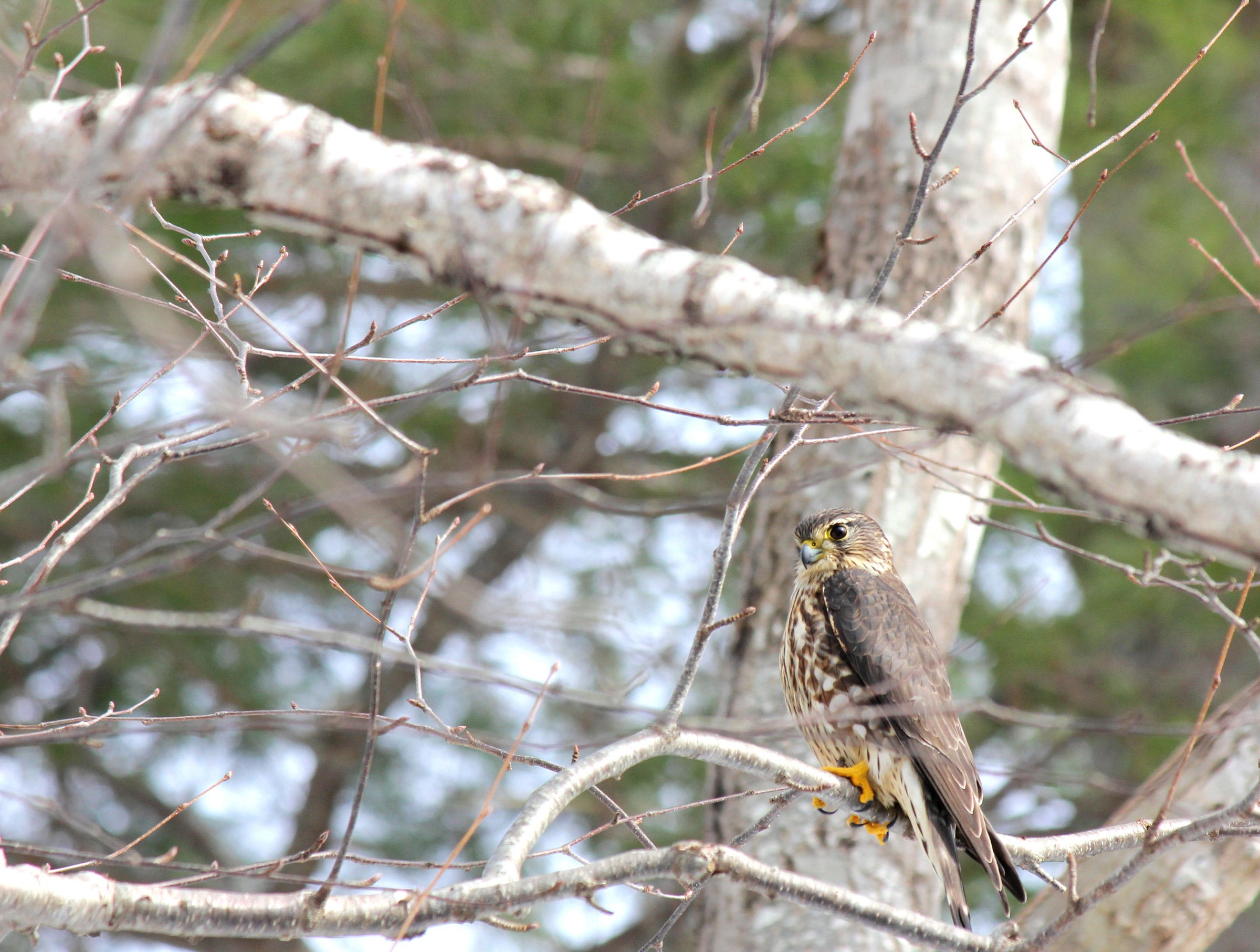 Merlin | Audubon Field Guide