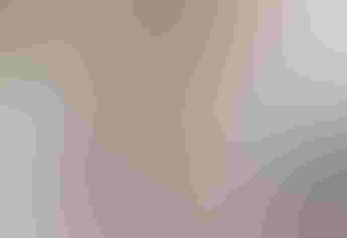 Adults. Photo: Raymond Ladurantaye/Great Backyard Bird Count