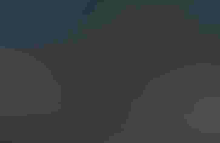 Breeding adult male. Photo: Marty DeAngelo/Great Backyard Bird Count