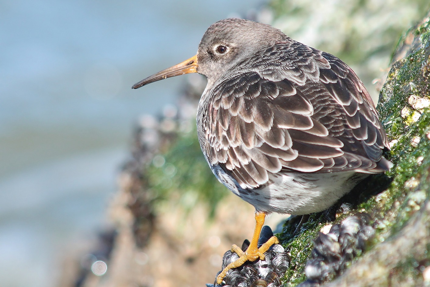 Purple Sandpiper Audubon Field Guide purple-sandpiper-audubon-field-guide