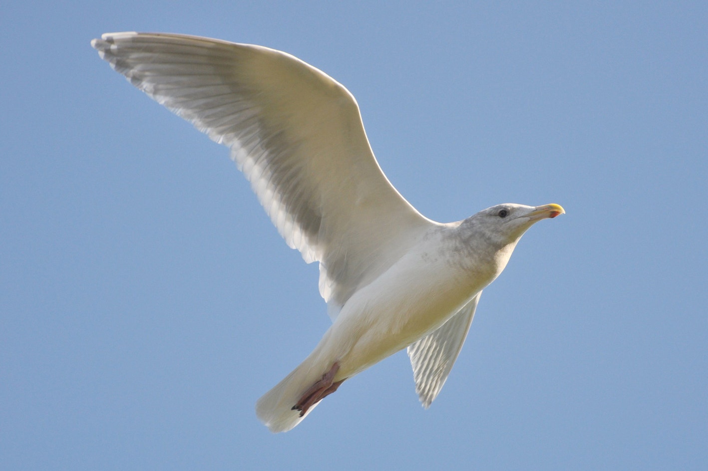 Winged Gull Glaucous-winged Gull | Audubon Field Guide