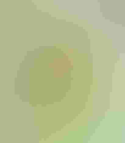 Adult. Photo: Alan Schmierer/Flickr (CC0 1.0)