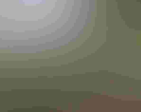 Adult male. Photo: Tom Benson/Flickr (CC BY-NC-ND-2.0)