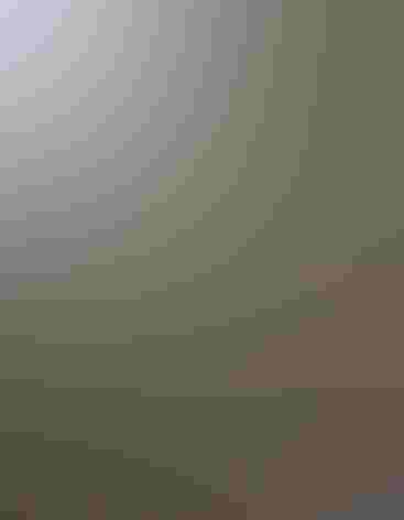 Adult male. Photo: Tom Benson/Flickr (CC BY-NC-ND-2.0)