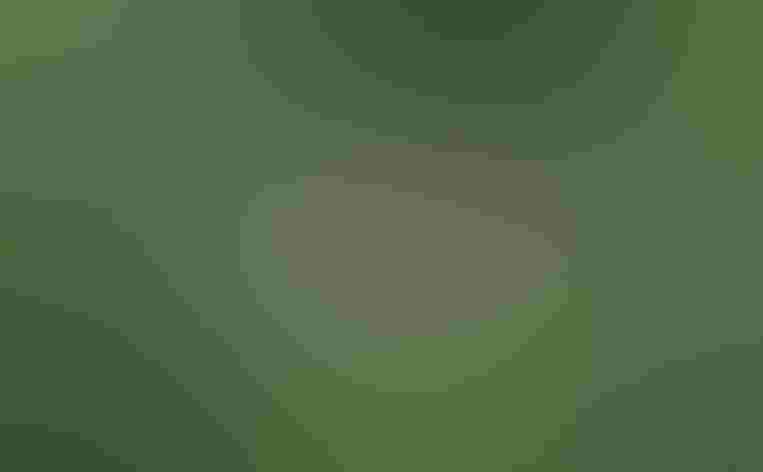 Adult. Photo: Tom Benson/Flickr (CC BY-NC-ND-2.0)