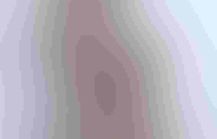 Adult male (coastal form). Photo: Tom Benson/Flickr (CC BY-NC-ND-2.0)