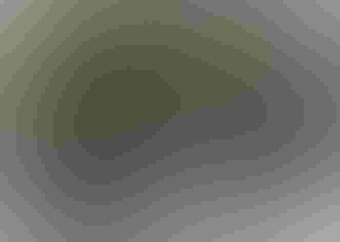 Adult female (coastal form). Photo: Nigel/Flickr (CC BY-2.0)