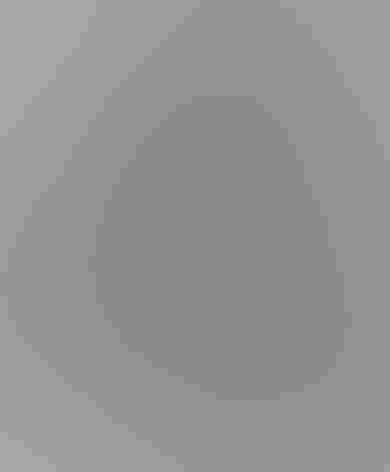 Adult (coastal form). Photo: Nigel/Flickr (CC BY-2.0)