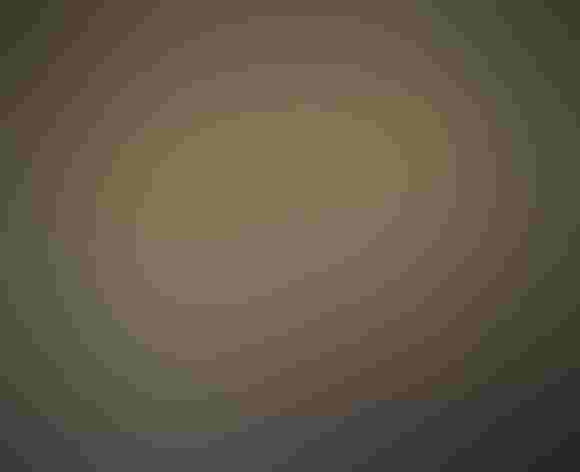 Immature. Photo: Nigel/Flickr (CC BY-2.0)