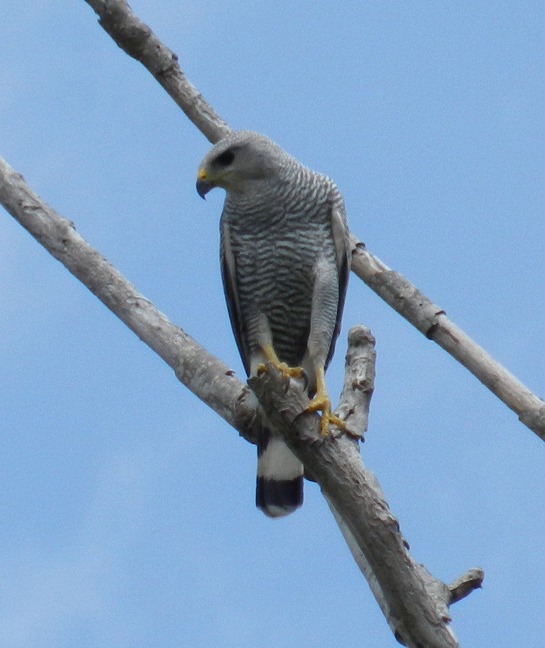 Gray Raptor Gray Hawk | Audubon Field Guide