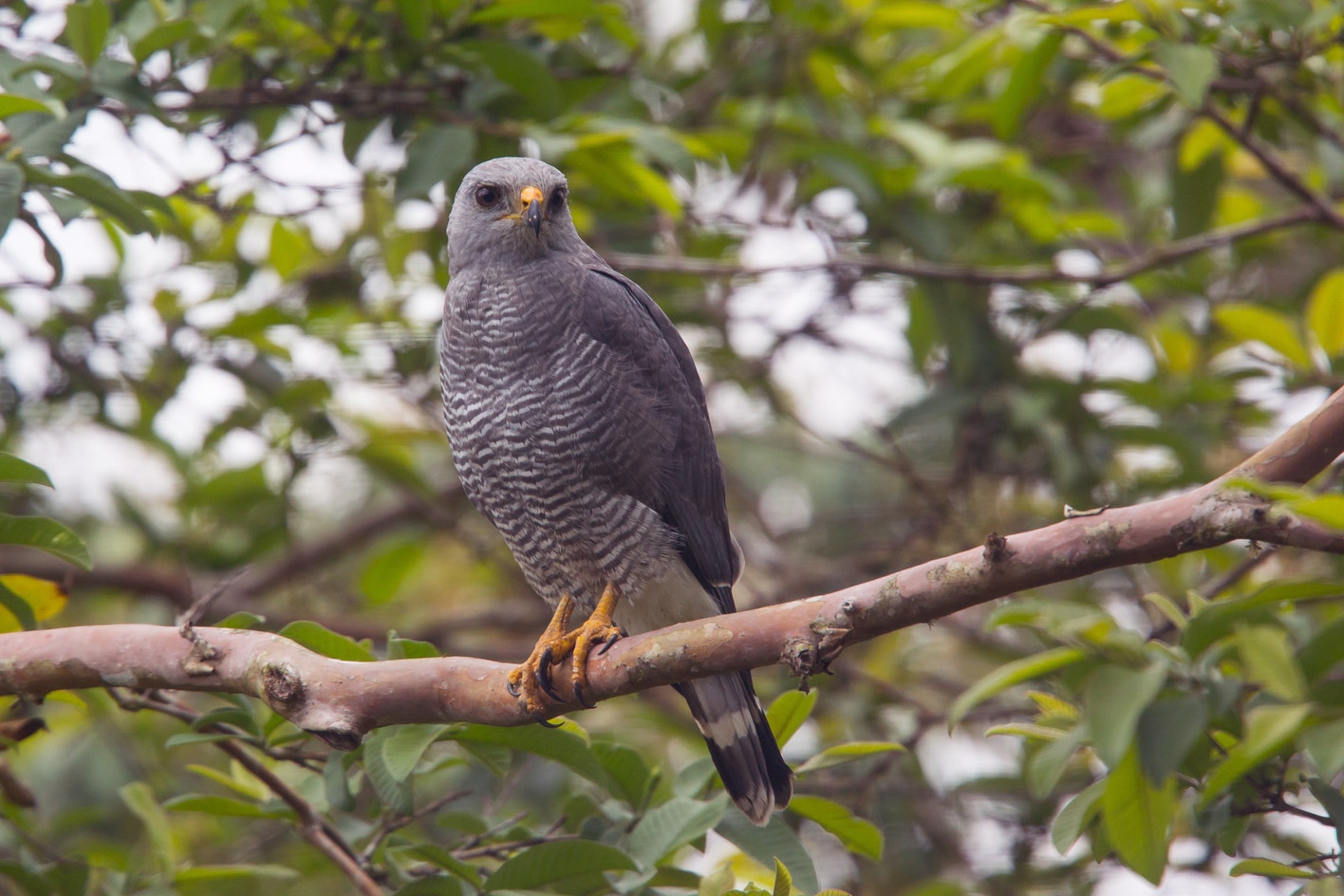 Geide Hawk Gray Hawk | Audubon Field Guide
