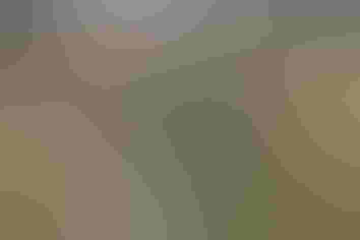 Adult. Photo: Risto Puranen/Shutterstock