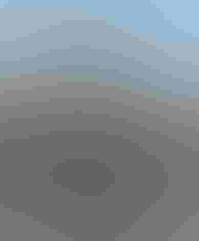 Adult. Photo: Vincent Parsons/Flickr (CC BY NC 2.0)