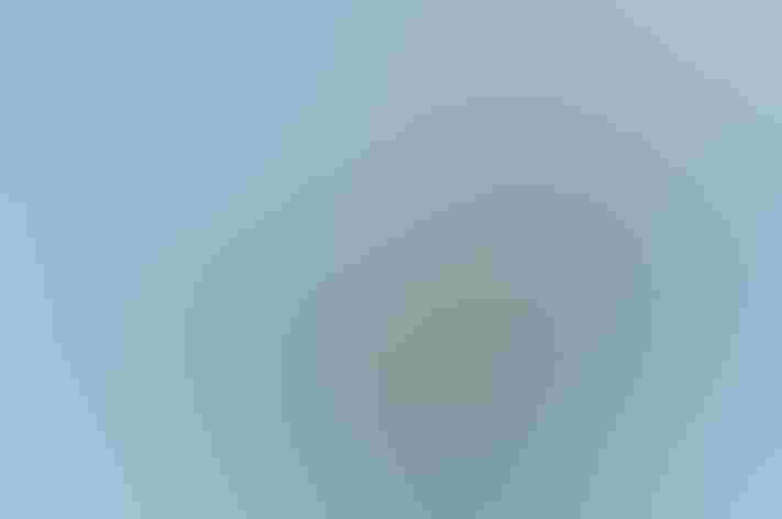 Adult. Photo: Mark Yokoyama/Flickr (CC BY NC ND 2.0)