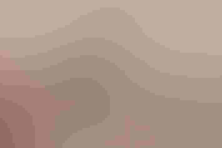 Adult. Photo: Mark Yokoyama/Flickr (CC BY NC ND 2.0)