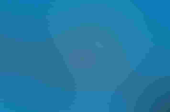 Adult. Photo: Mark Yokoyama/Flickr (CC BY NC ND 2.0)