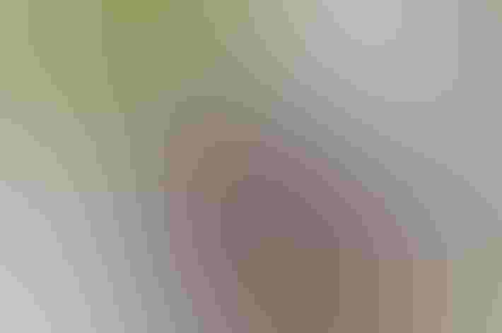 Adult. Photo: Mark Yokoyama/Flickr (CC BY NC ND 2.0)