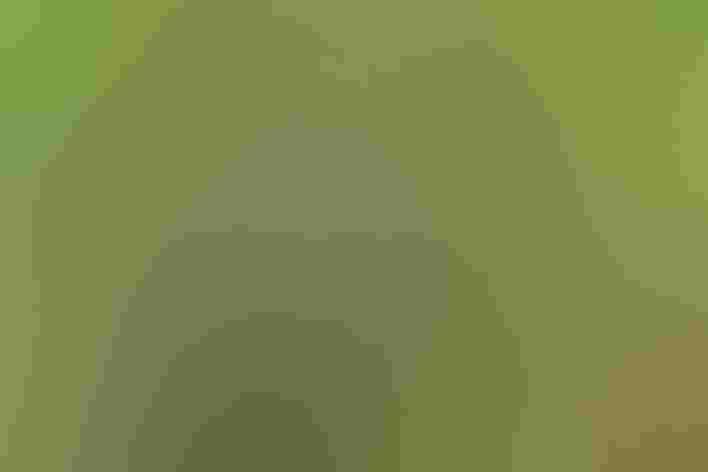 Adult. Photo: Sharp Photography/Wikimedia