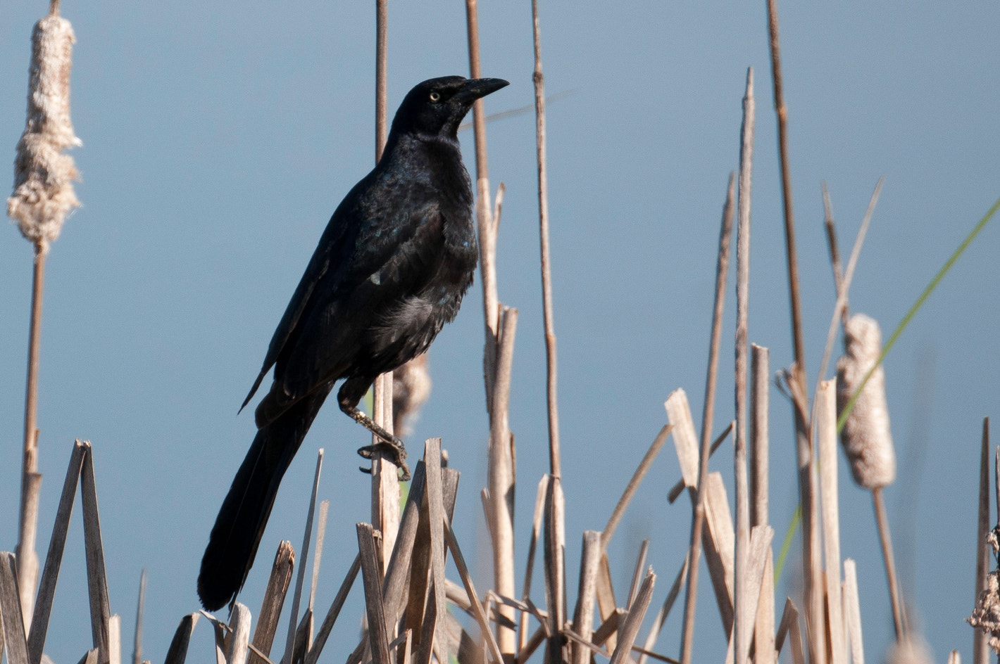Zanate Zanate Mayor | Audubon Field Guide