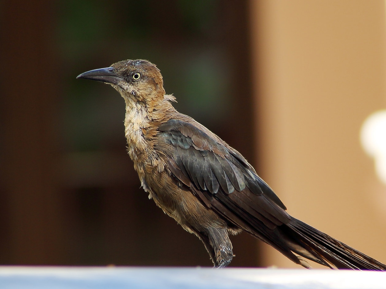 Zanate Zanate Mayor | Audubon Field Guide