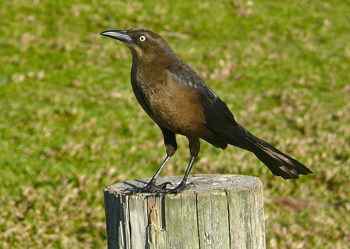 Zanate Zanate Mayor | Audubon Field Guide