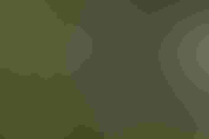 Adult. Photo: Mike Charest