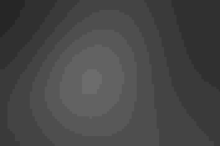 Adult female. Photo: Dick Knight/Flickr (CC BY-NC-ND 2.0)