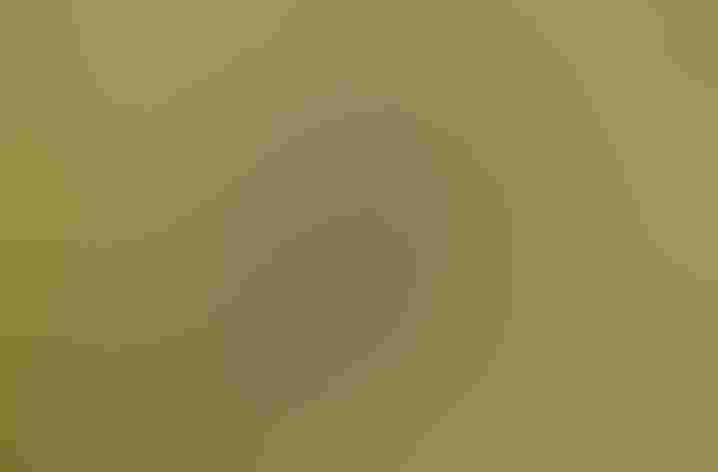 Adult female. Photo: Bernard Dupont/Flickr (CC BY-SA 2.0)