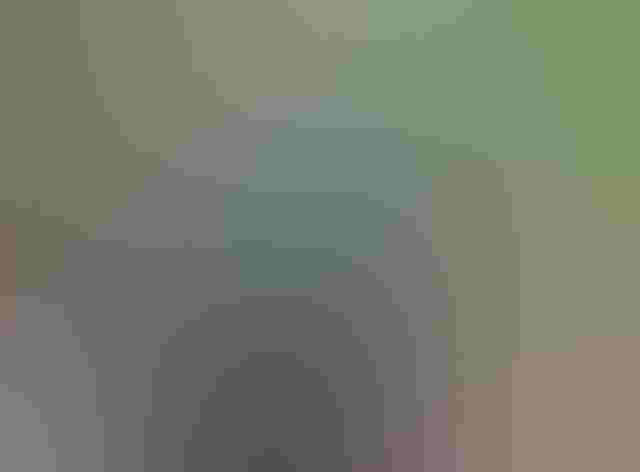 Adult female. Photo: Felix Uribe/Flickr (CC BY-SA 2.0)