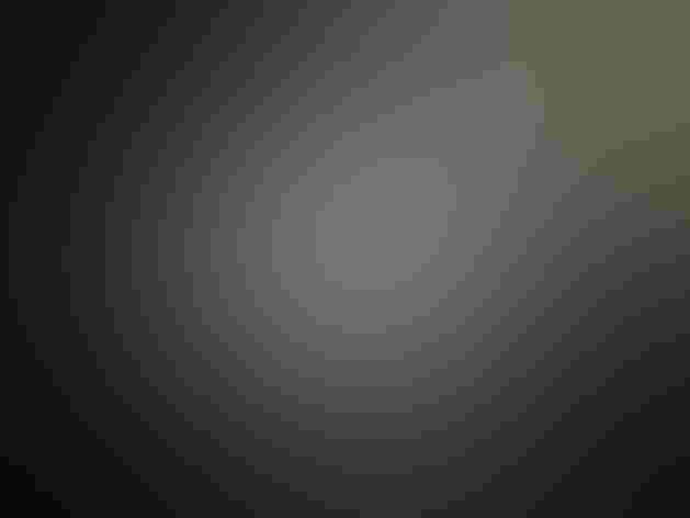 Nestlings. Photo: Travis Booms/Flickr (CC BY-NC-ND 2.0)