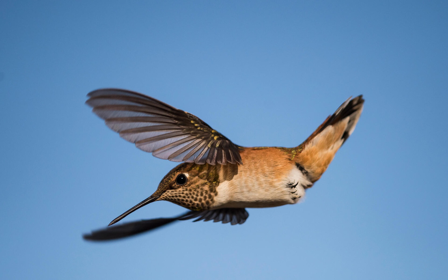 Female Roufous Hummingbird Rufous Hummingbird | Audubon Field Guide