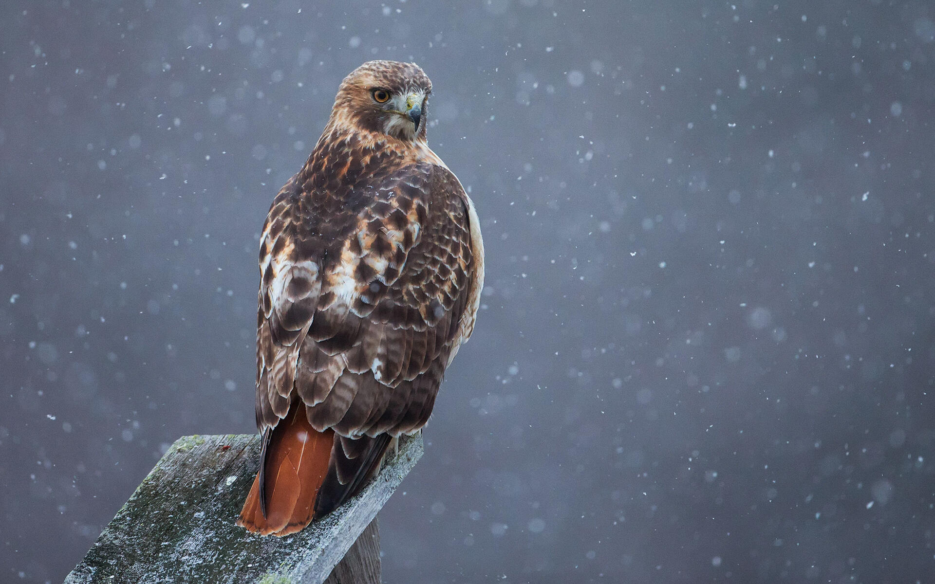 Red-tailed Hawk | Audubon Field Guide