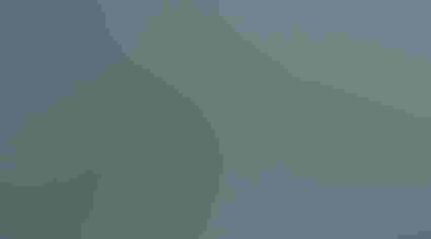 Adult. Photo: Rick Derevan/Audubon Photography Awards