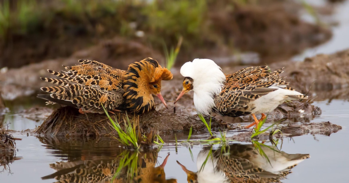 Ruff – Ruffs Burger Menü _ Ruff, an extremely fast Python linter – VVFHVA