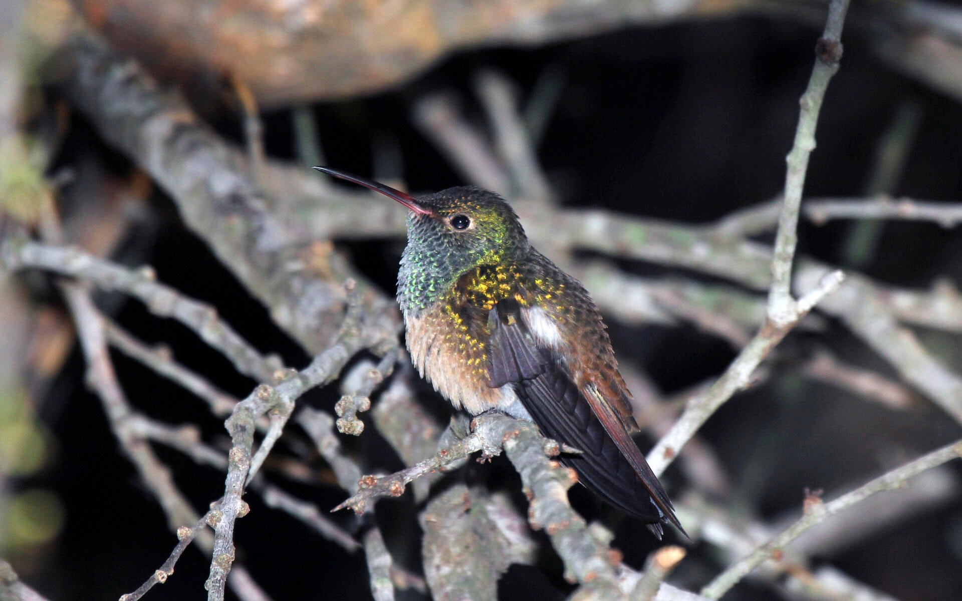 Stable Hummingbird Buff-bellied Hummingbird | Audubon Field Guide
