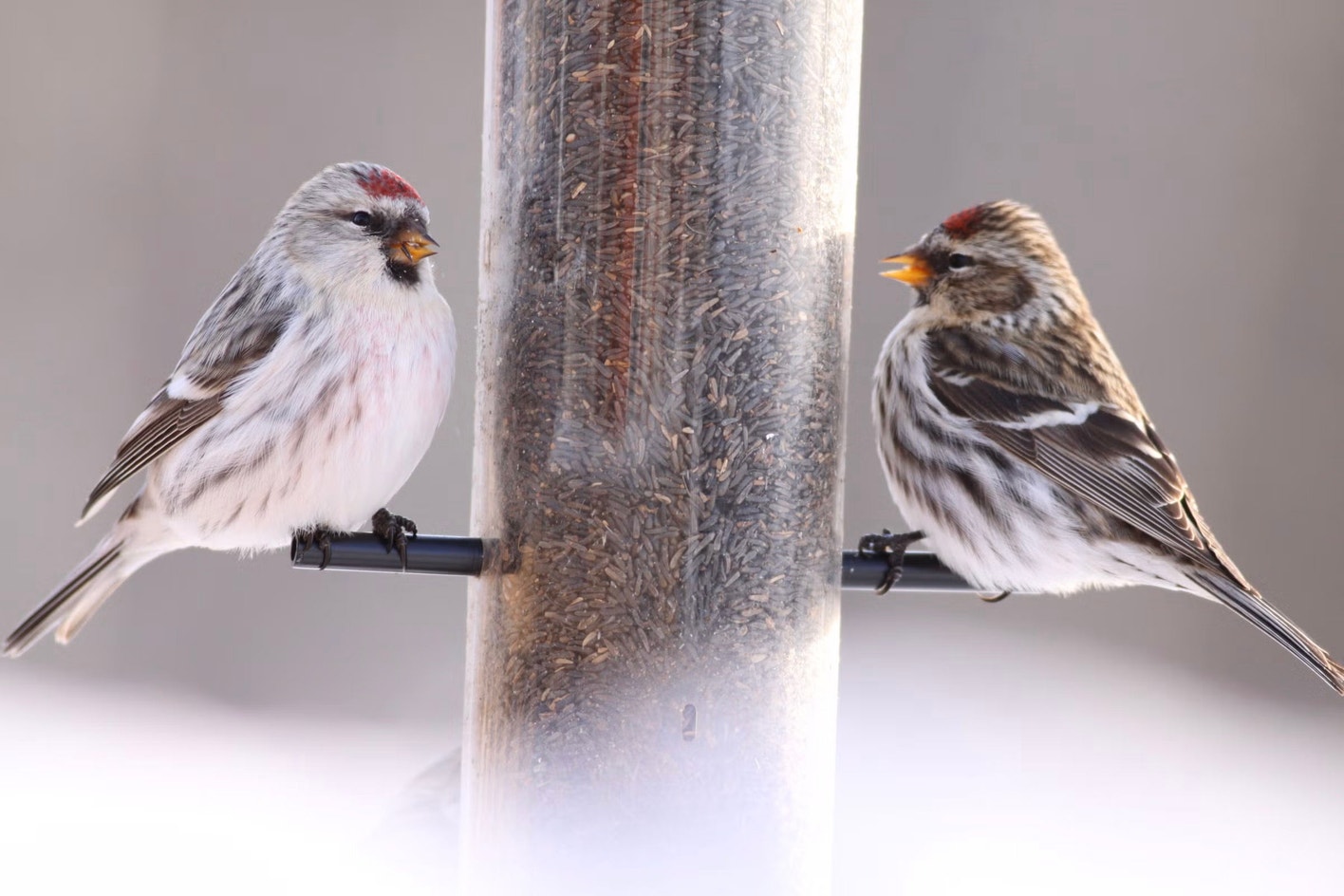Red Poll Range Redpoll | Audubon Field Guide