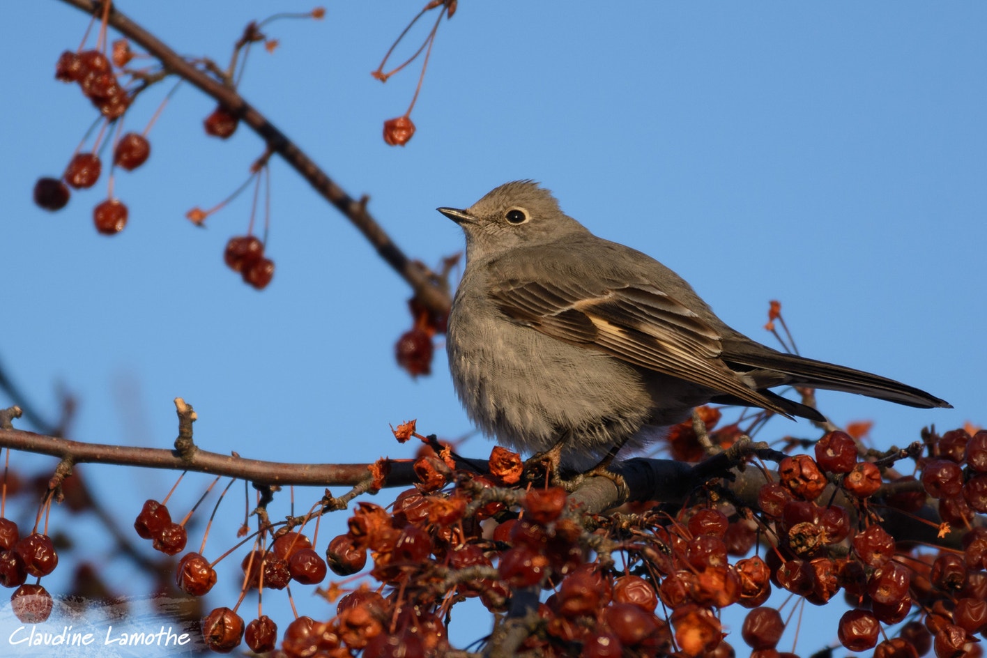 Townsend's Solitaire | Audubon Field Guide