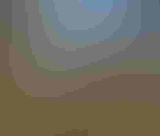 Adult. Photo: Henry/Flickr (CC BY 2.0)