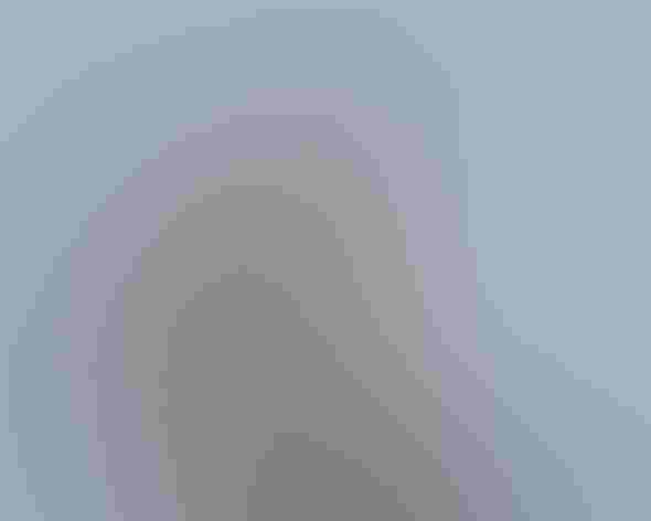 Juvenile. Photo: Andy Morrfew/Flickr (CC BY 2.0)