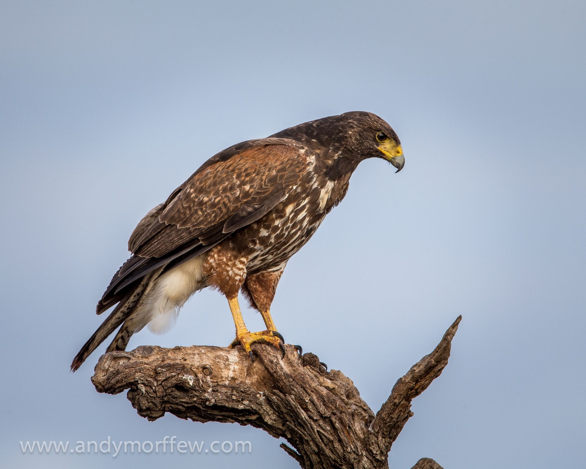 Harrison Hawk Ridge Harris's Hawk | Audubon Field Guide
