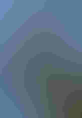 Juvenile. Photo: Andy Blackledge/Flickr (CC BY 2.0)