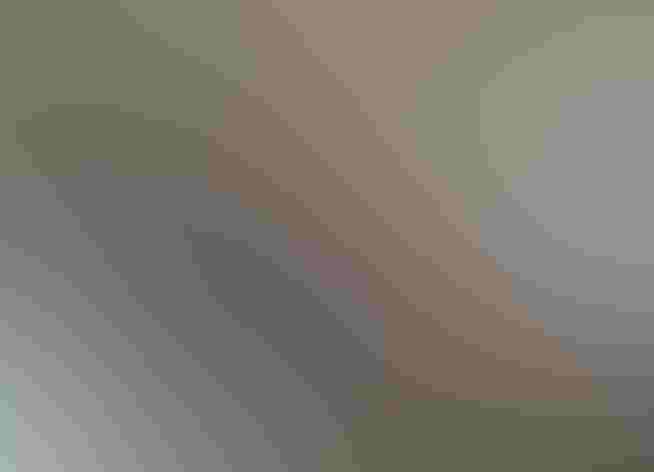 Immature, first year. Foto: Robert Pruner/Flickr (CC BY NC ND 2.0)