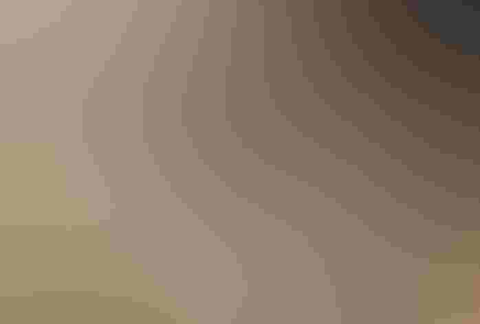 Immature. Foto: Heather Paul/Flickr (CC BY ND 2.0)