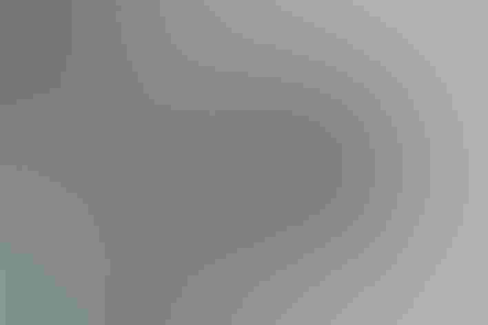 Non-breeding adult. Foto: Aaron Maizlish/Flickr (CC BY NC 2.0)